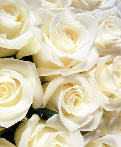 Vela de Masaje con afrodisiacos [Rosa Blanca] 6 OZ