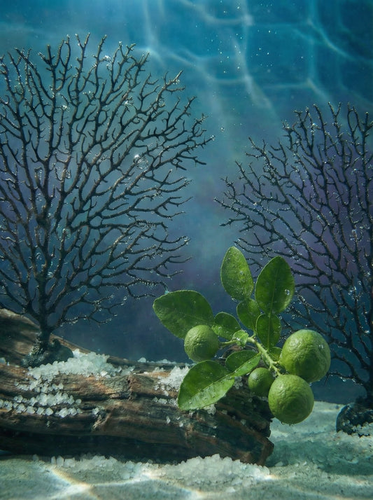 EAU D'PARFUM  [ISLA CORAL] | 30 ML